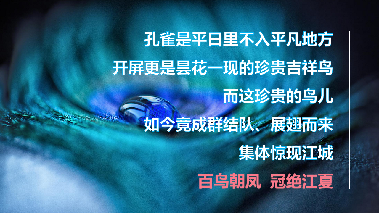 2017春季孔雀百鸟展策划案【旅游】【活动策划】.pdf 第2页