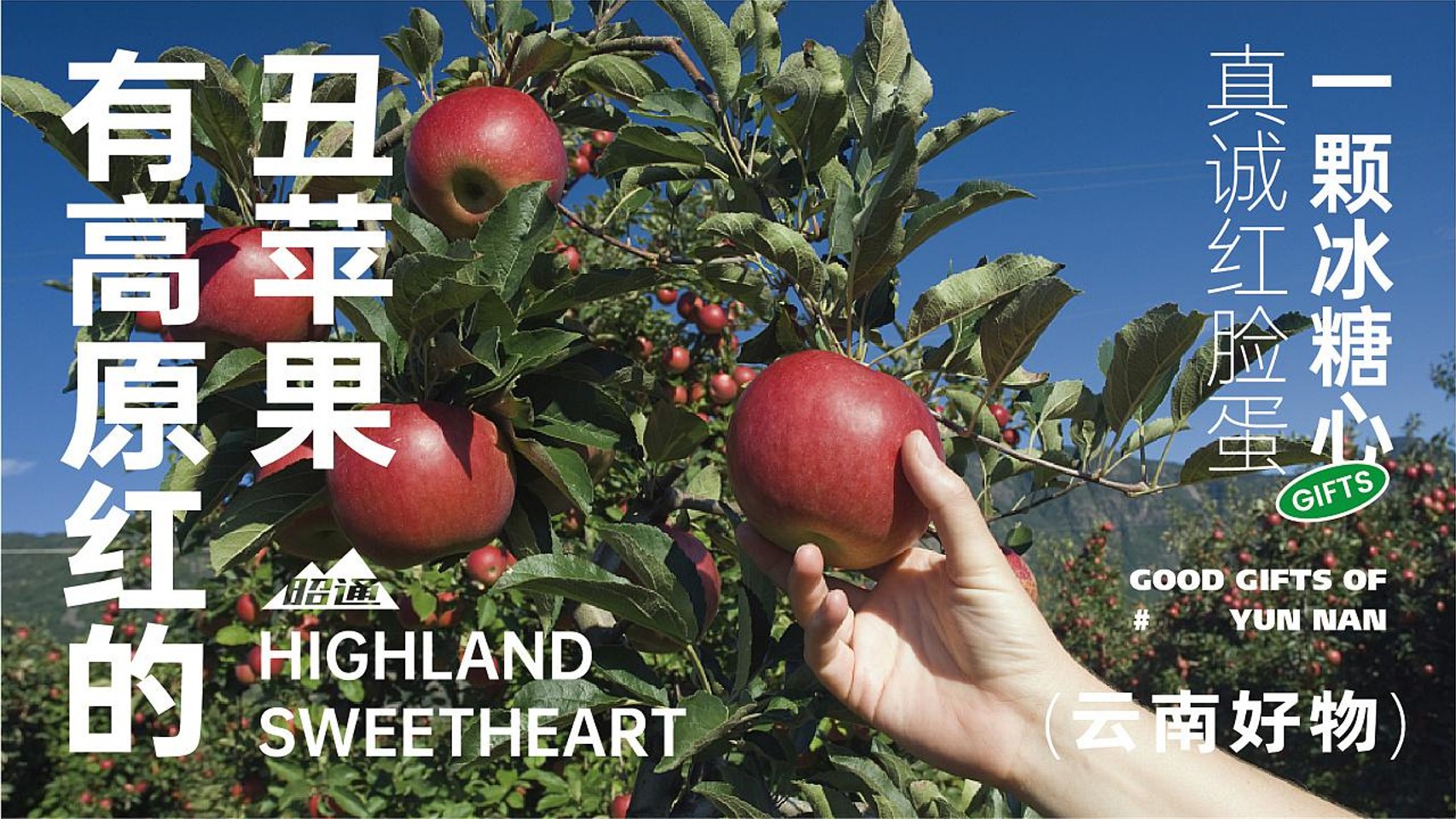 2022云南好物原红丑苹果 苁茸 TWO柚 玉米品牌手册【品牌手册】【品牌定位】【品牌视觉】 第3页
