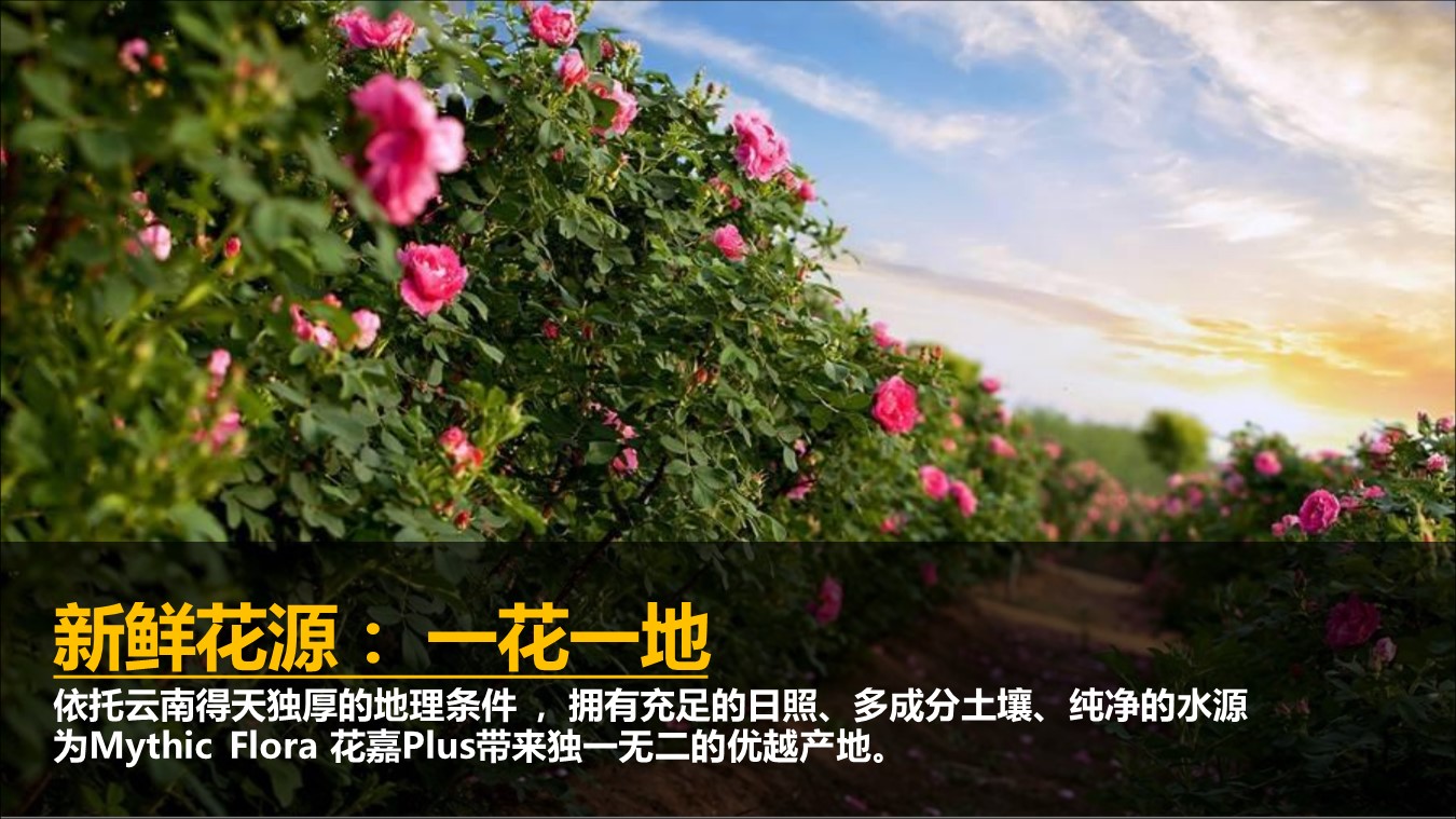 花嘉美妆护肤品牌推广方案 第3页