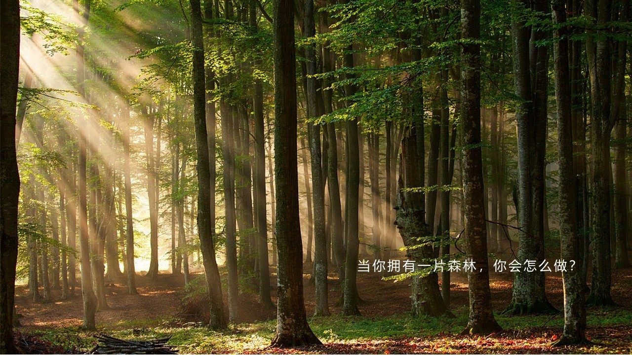 森林文旅景区全年营销规划案【文旅营销全案】 第2页